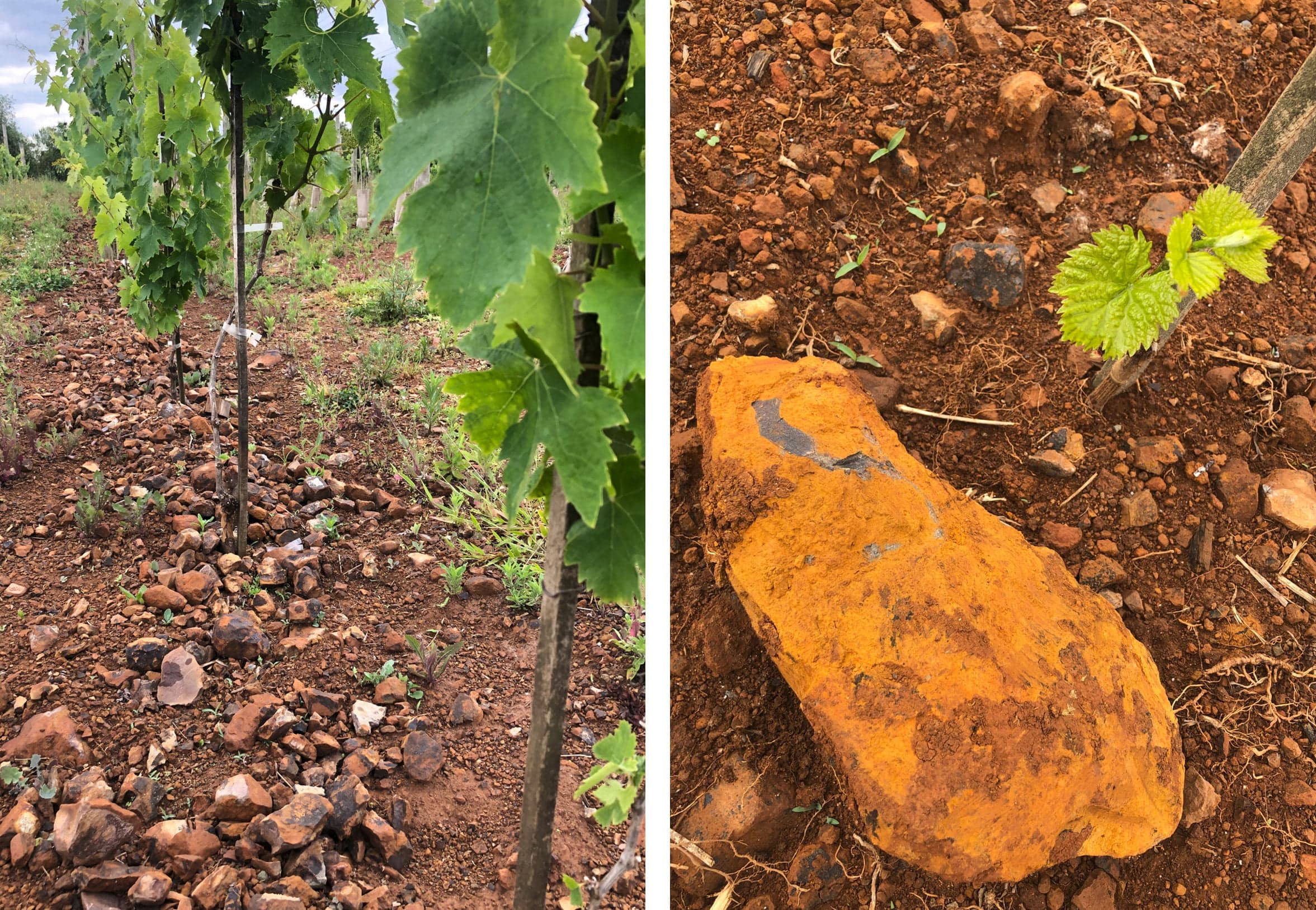 Solo e rocha dos vinhedos da Sozo: a vinícola descreve o terreno de Monte Alegre dos Campos como basáltico.