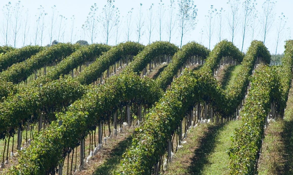 Fileiras de vinhas da Sozo nos Campos de Cima da Serra, apresentadas no acervo institucional da família.