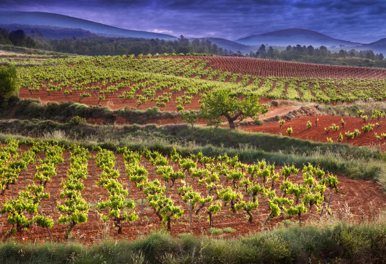 Paisagem de vinhedos de Utiel-Requena, na Espanha.